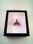 entoform oprah winfrey full